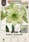 Lemon Star Amaryllis - Lemon Yellow - 32/34 cm Bulb - Immediate Shipping